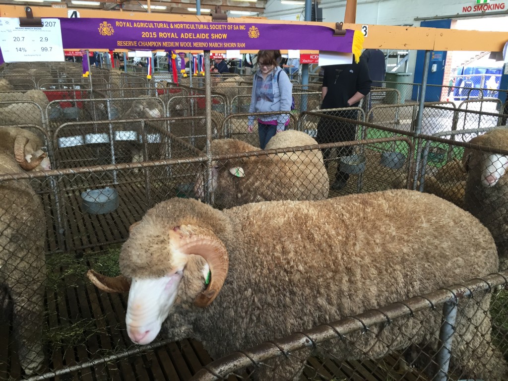 Reserve Champion Medium Wool March Shorn Adel Show 2015